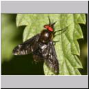 Chrysops sepulcralis -  Bremse 02.jpg